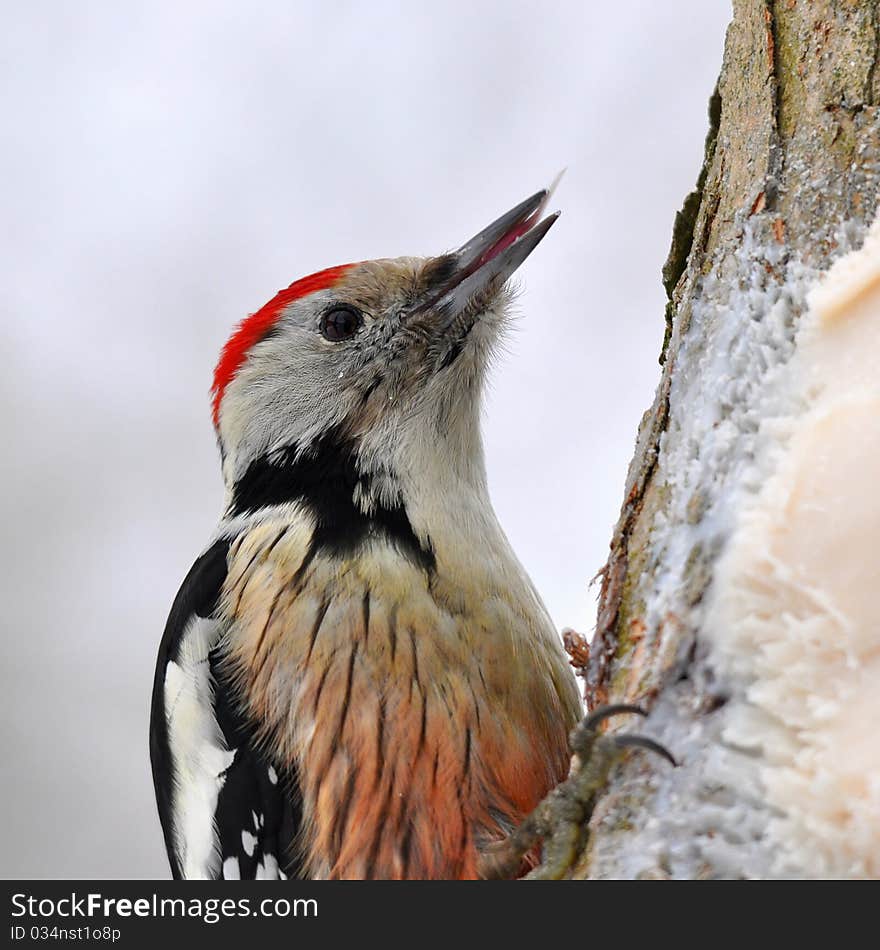 Young One Of Great Spotted Woodpecker