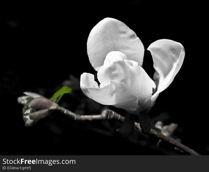 Magnolia flower