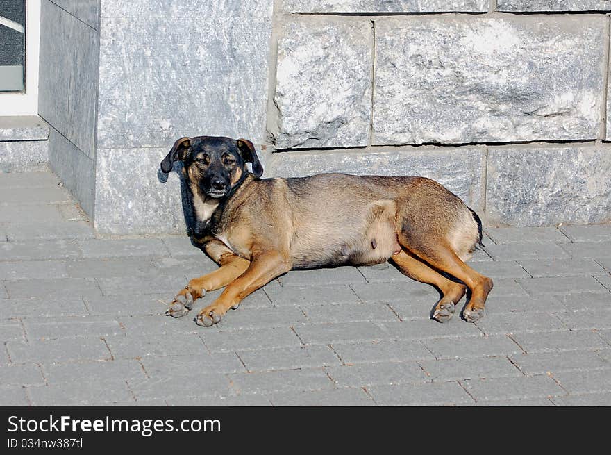 Urban Dog is one of medium height, muzzle-dark-brown-gray body, intelligent mind, eyes closed, ears lowered, legs stretched out, lying on the pavement, nature, natural world, behind the dog's granite wall, resting, cityscape , pet, close up,