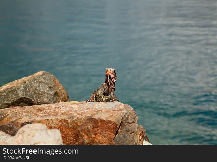 Iguana In The Caribbean