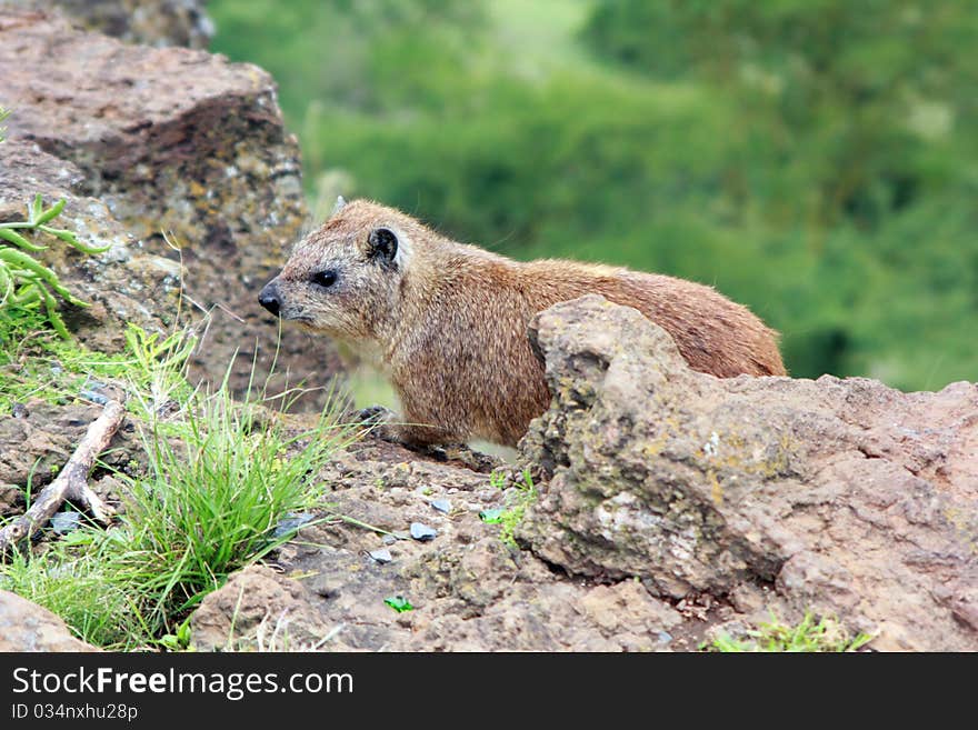 Small Rock Hyrax in cliffs at Nakuru National Park in Kenya, Africa. Small Rock Hyrax in cliffs at Nakuru National Park in Kenya, Africa