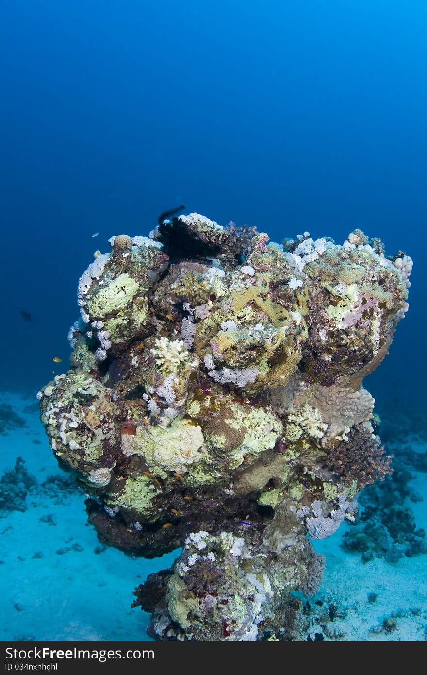 Coral in the Red Sea