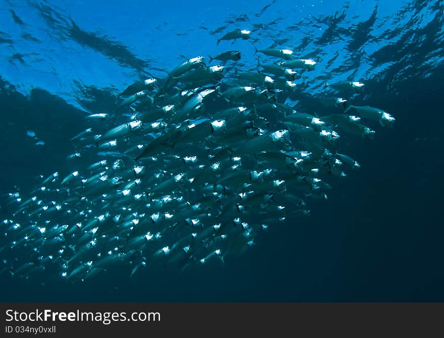 School of striped Mackerel feeding on a reef in the Red Sea, Egypt