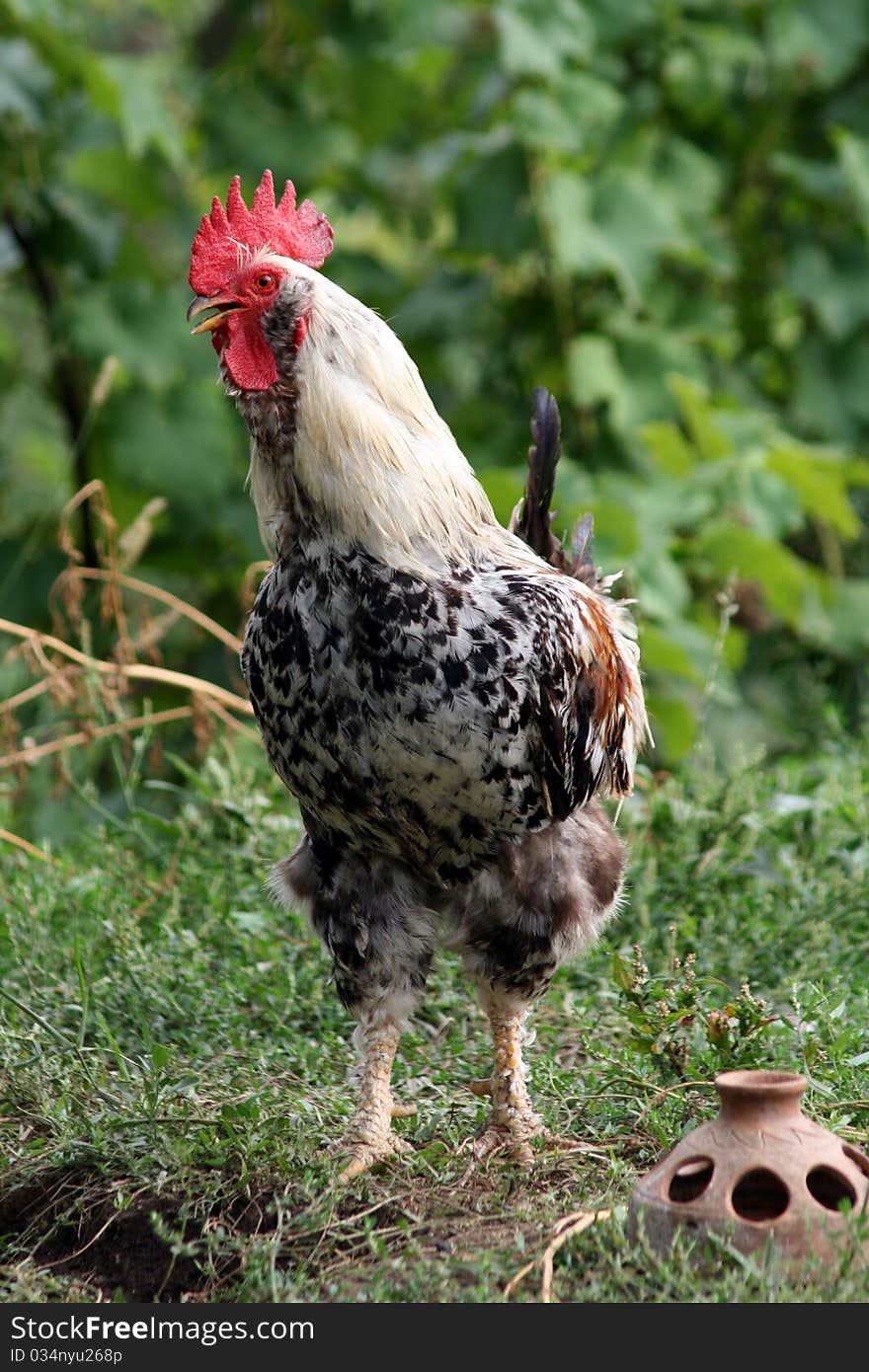 A colorful and beautiful rooster