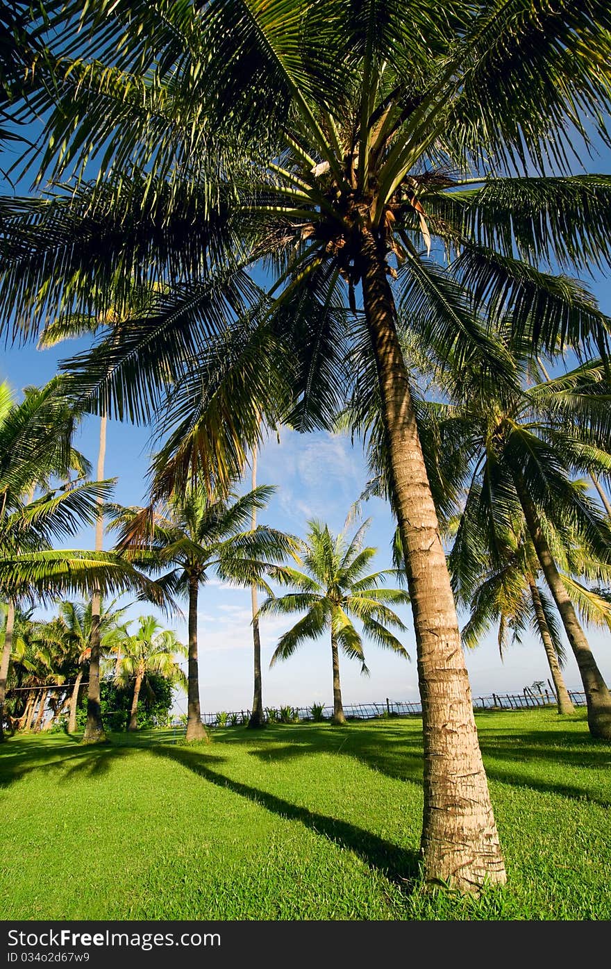 Tropical Landscape