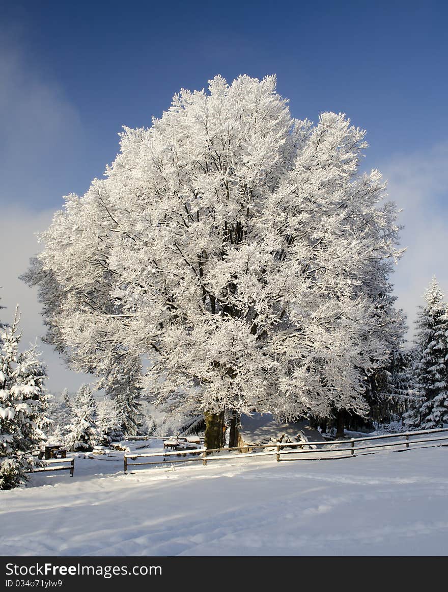 Snow Tree Under Blue Sky