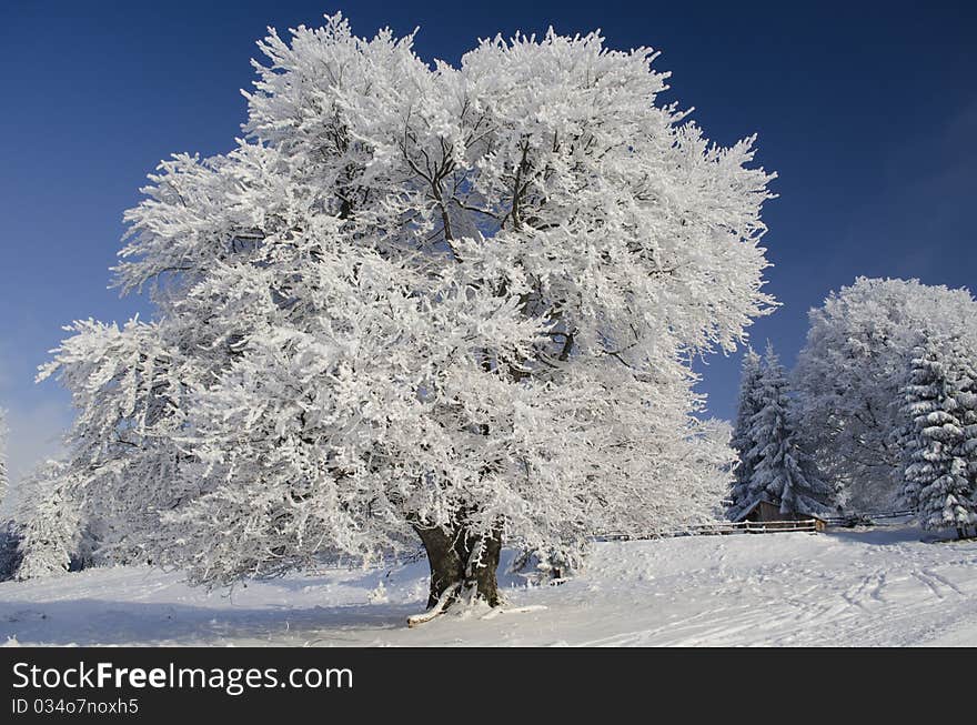 Snow tree under blue sky