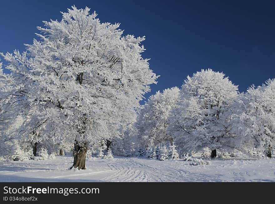 Snow Tree Under Blue Sky