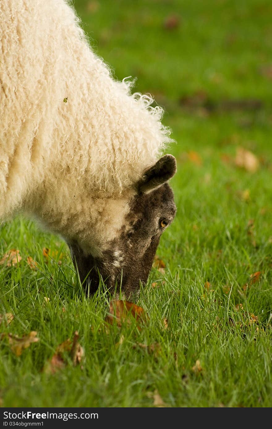 White sheep with black head heaving lunch. White sheep with black head heaving lunch