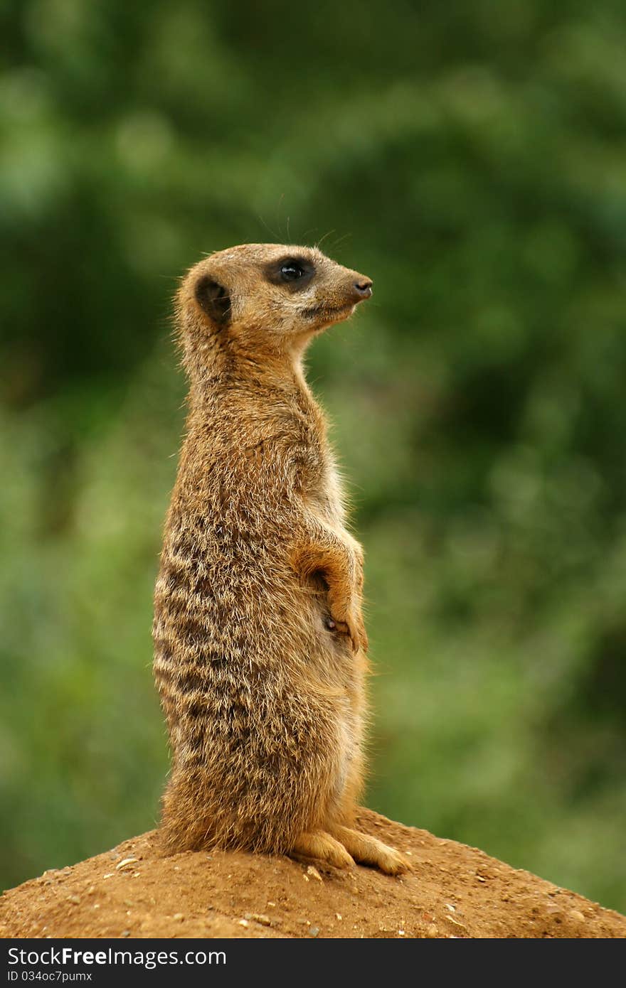 Suricate on patrol