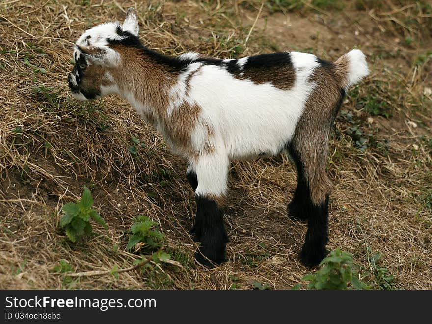 Little wild farm goat kid