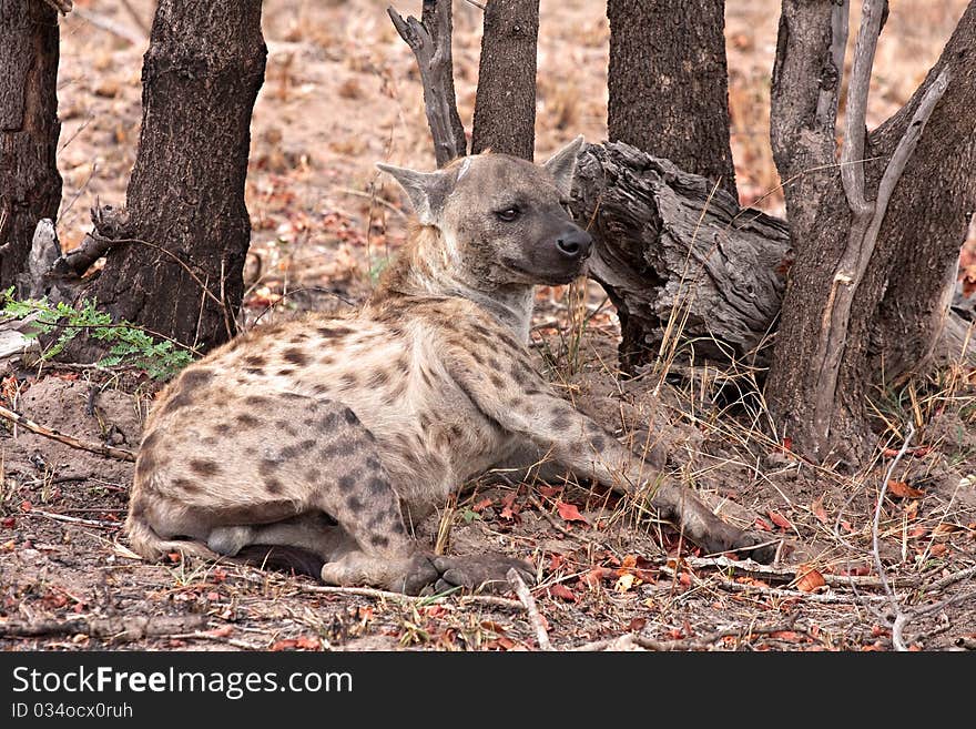 African spotted hyena