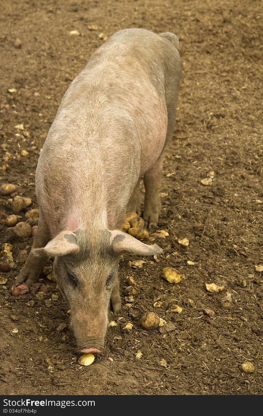 Feeding pig