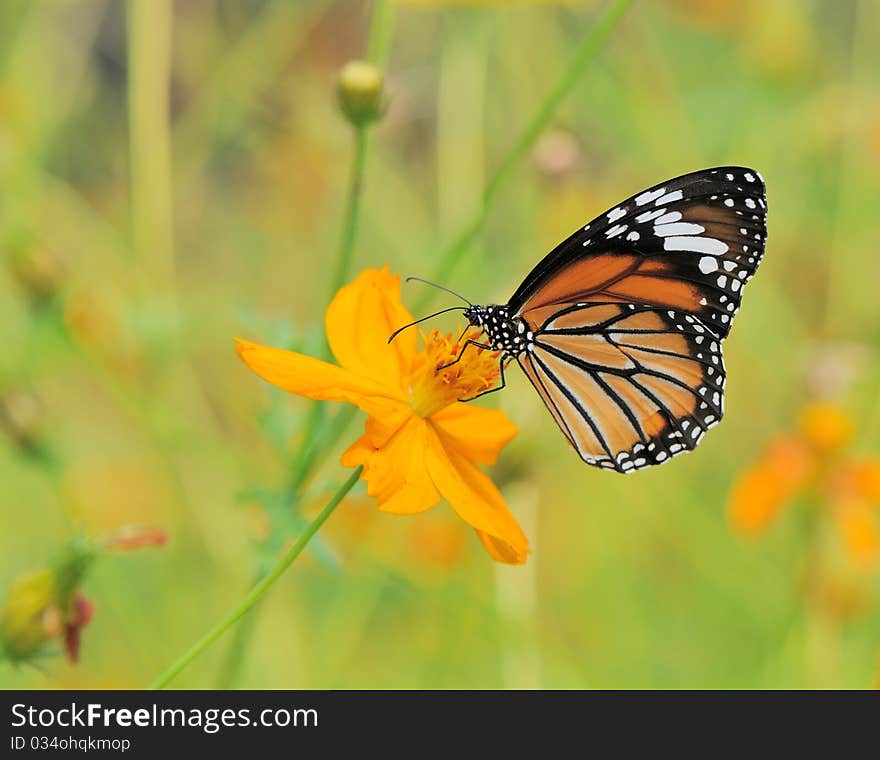 Butterfly landing on the flower