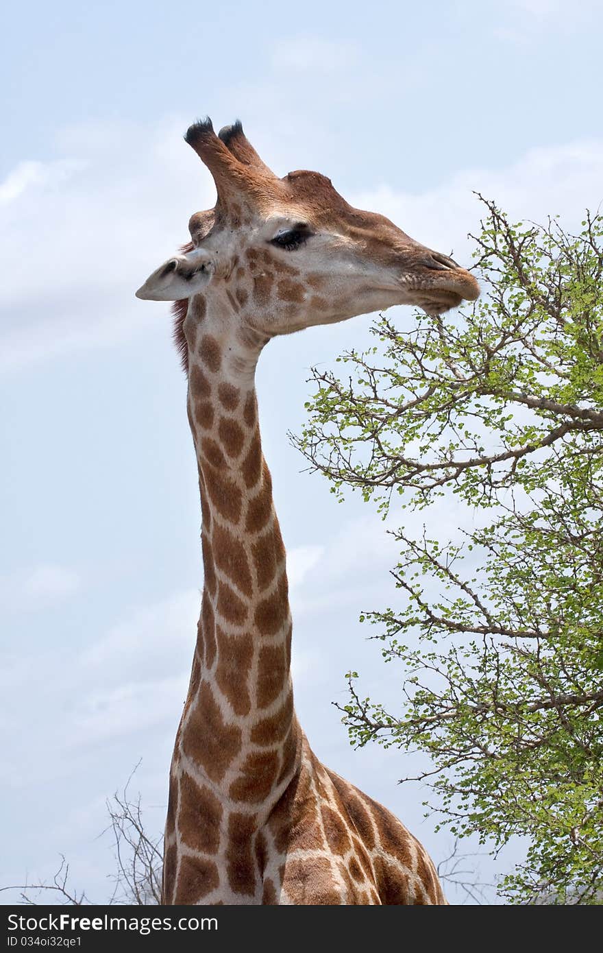 Single giraffe feeding in Kruger National Park, South Africa, closeup of head and neck with leaves and blue sky