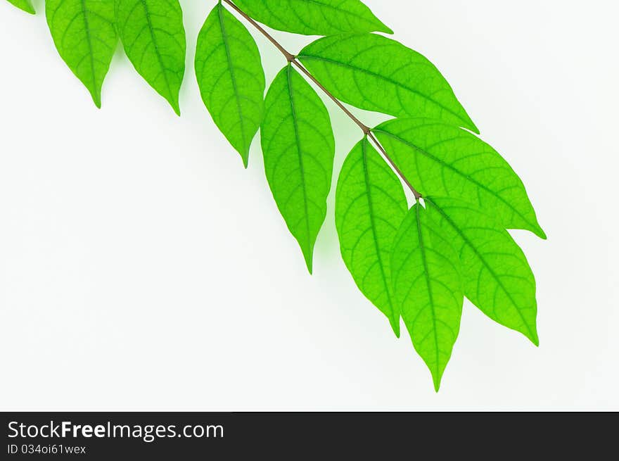 Green Leaf Isolate On White Background