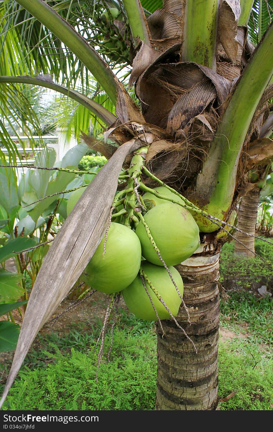 Coconuts hanging from a fertile coconut tree