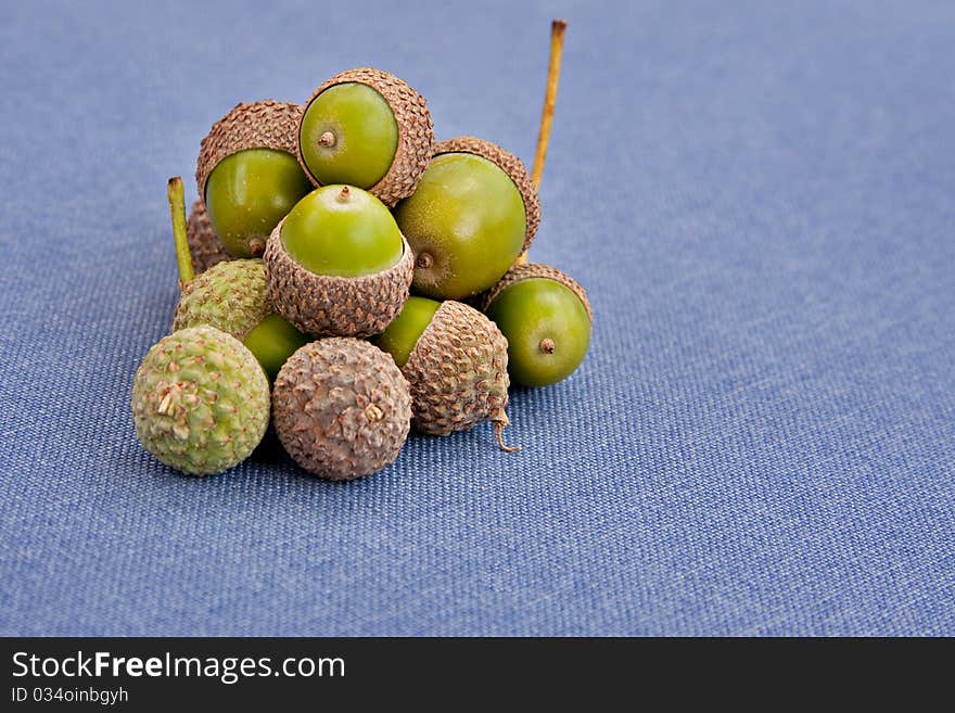 Green acorns on blue background