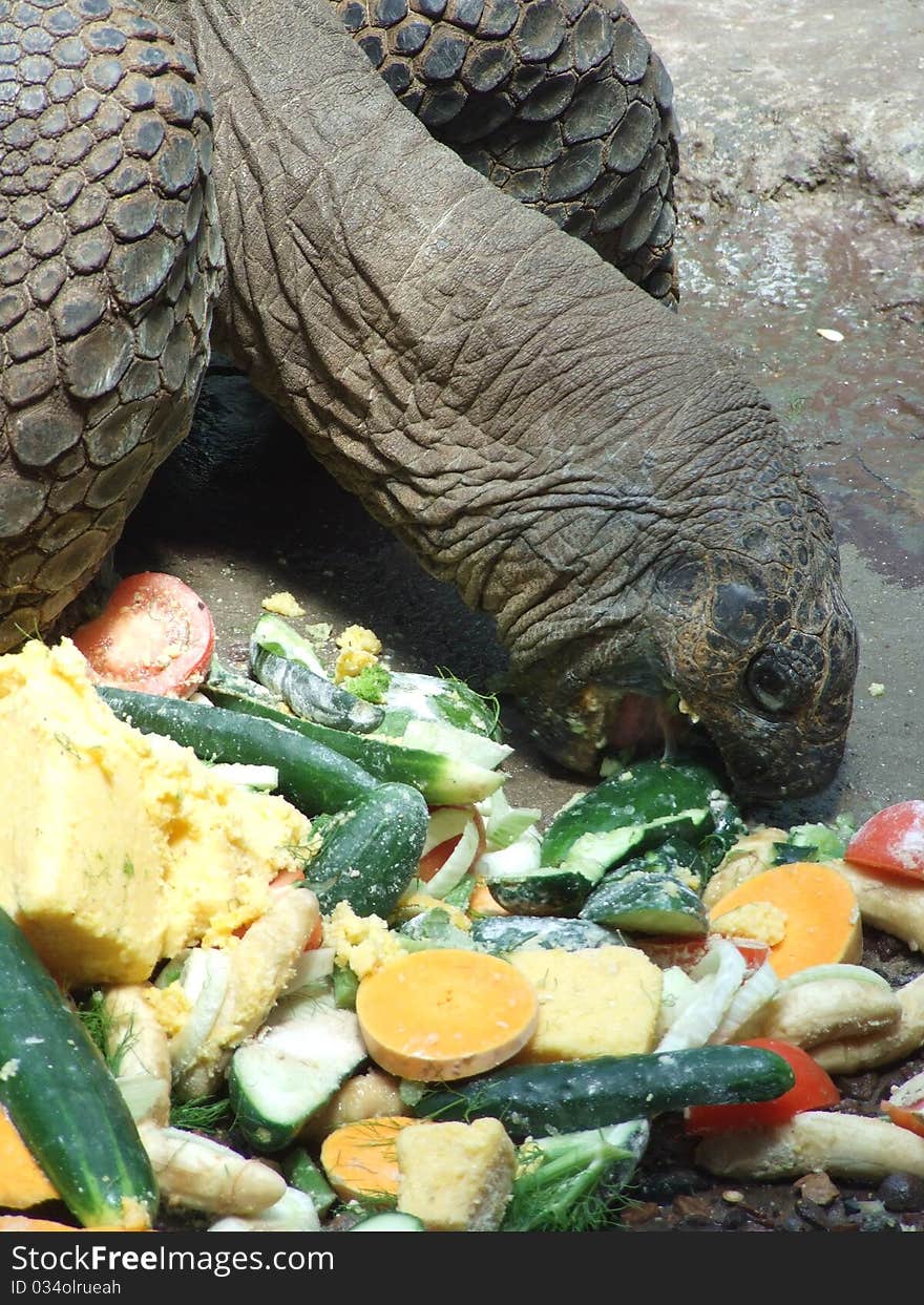 Feeding of the Galápagos tortoise. Feeding of the Galápagos tortoise