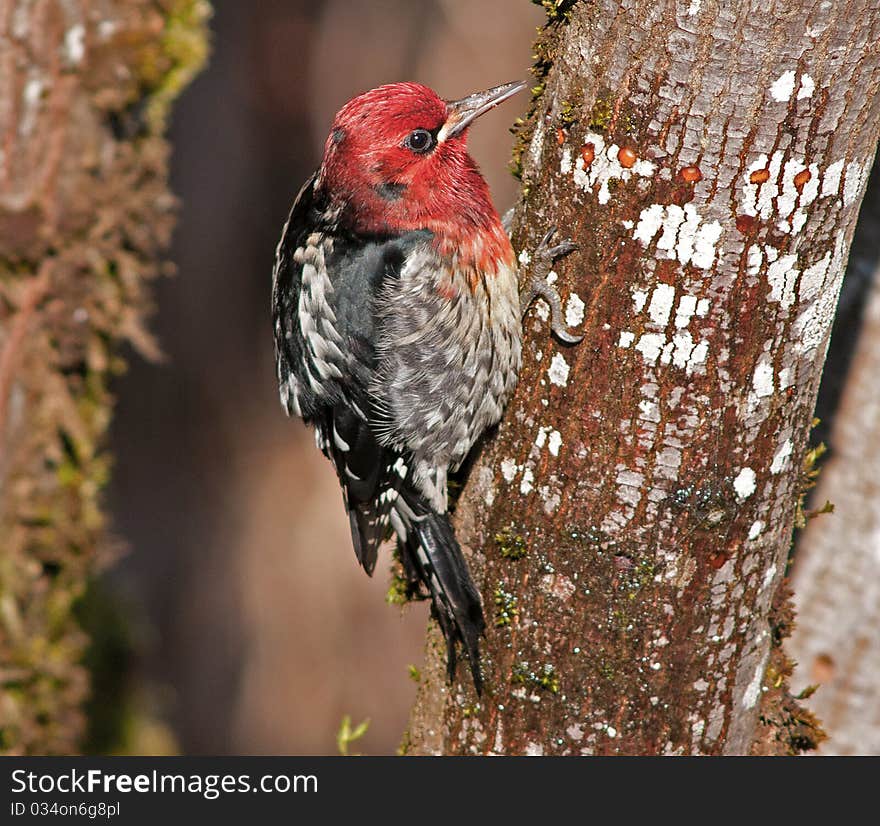 Red-Breasted Sapsucker Sucking Sap