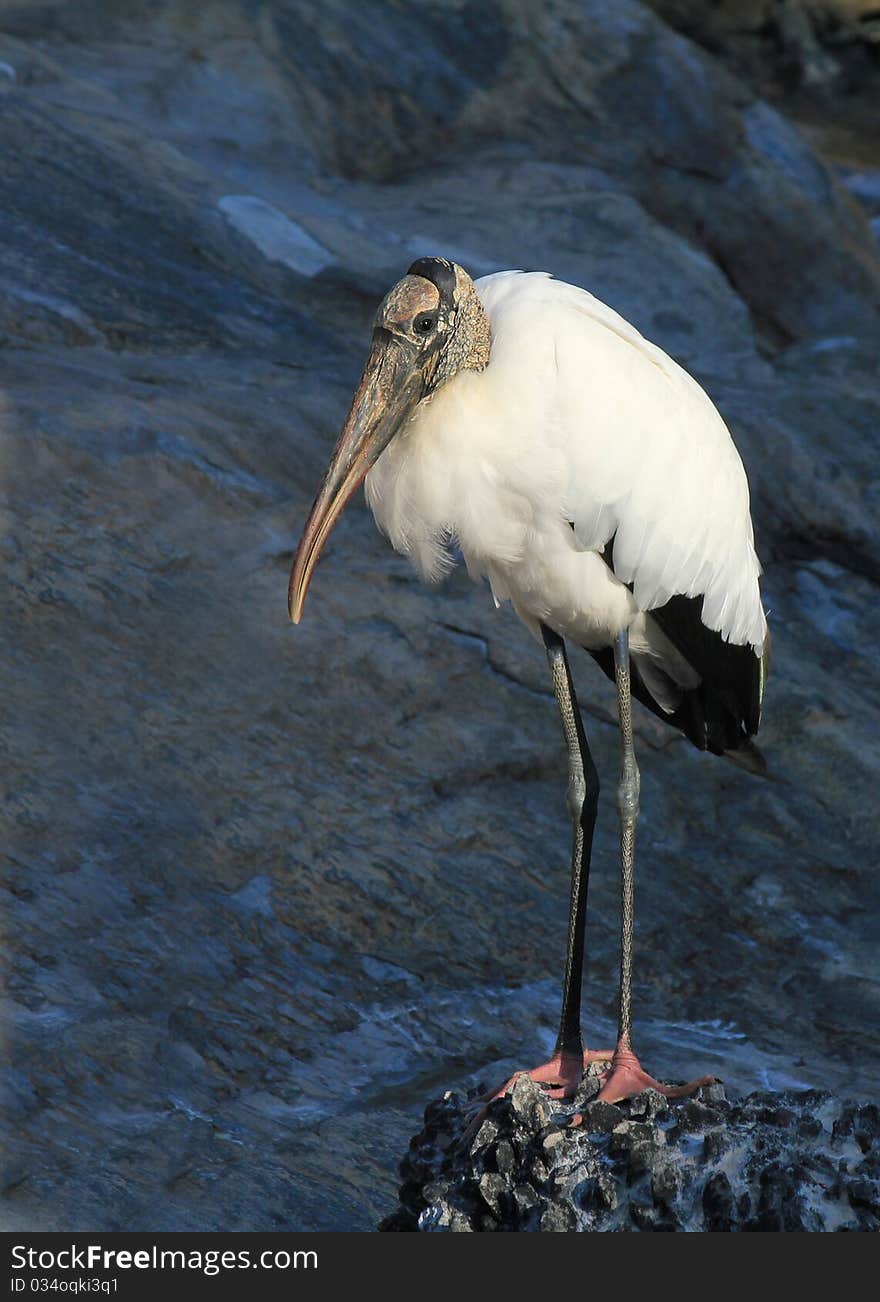 Wood Stork (Mycteria americana) standing on rocks.