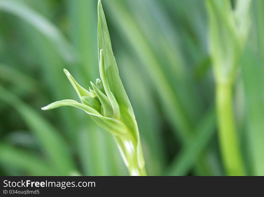 Green grass leaf outdoors