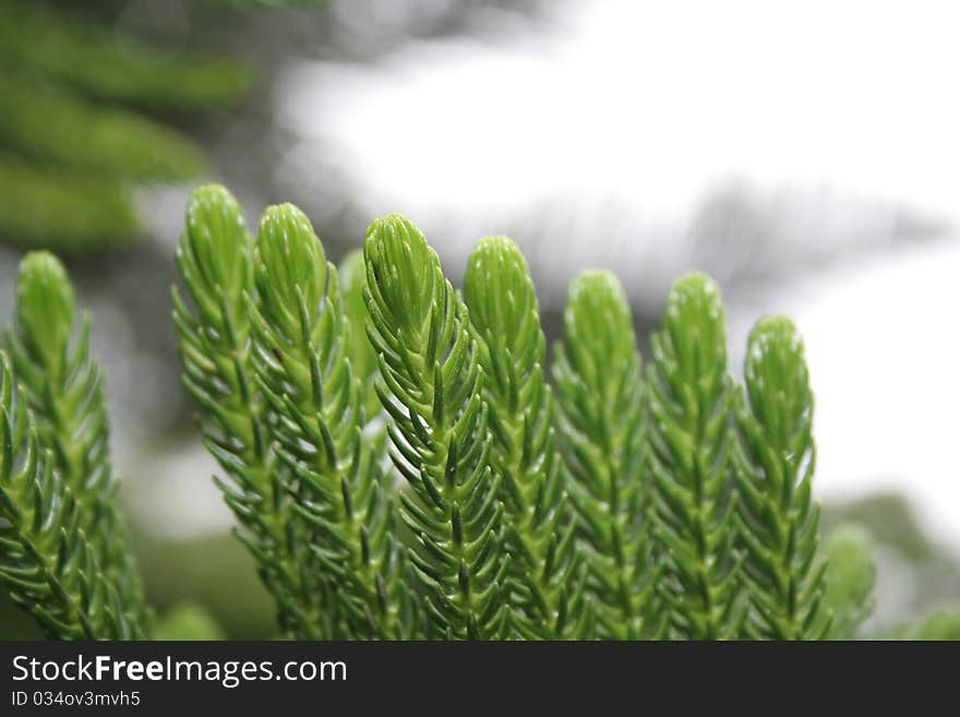 Green cooky pine