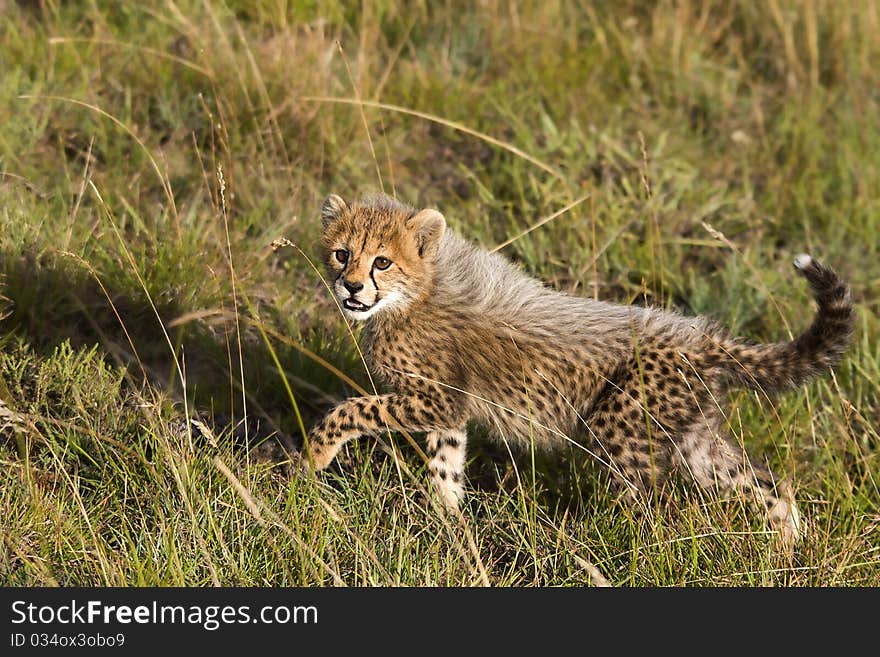 Curious cheetah cub on the open plains. Curious cheetah cub on the open plains