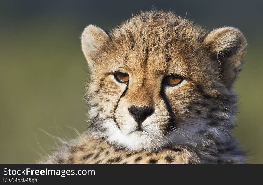 Cheetah Portrait