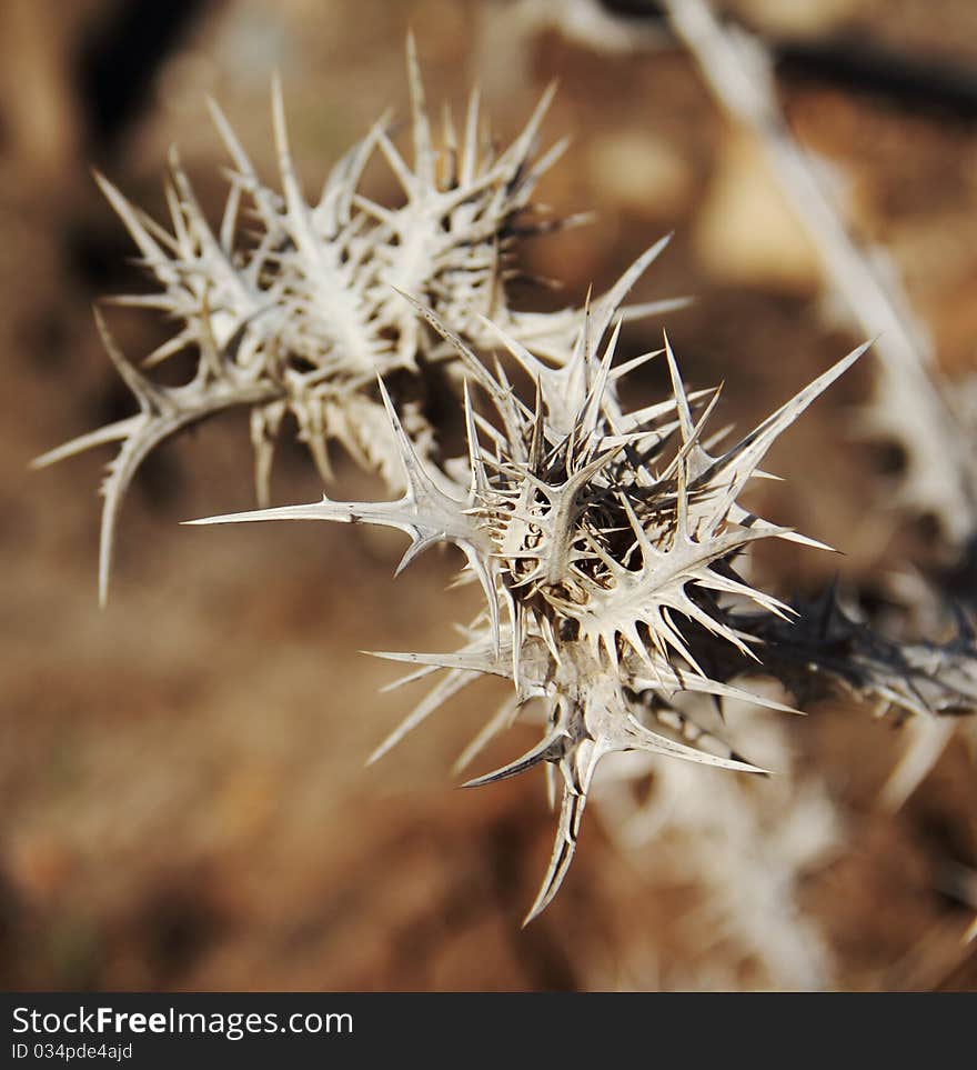 Unusual plant - barb, autumn background