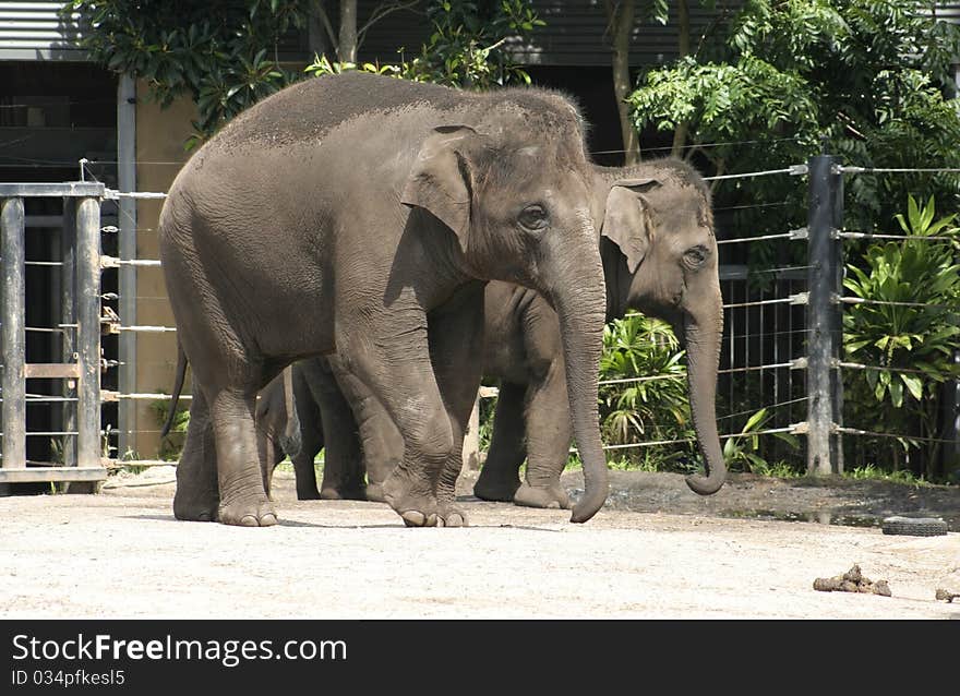 Asian Elephants