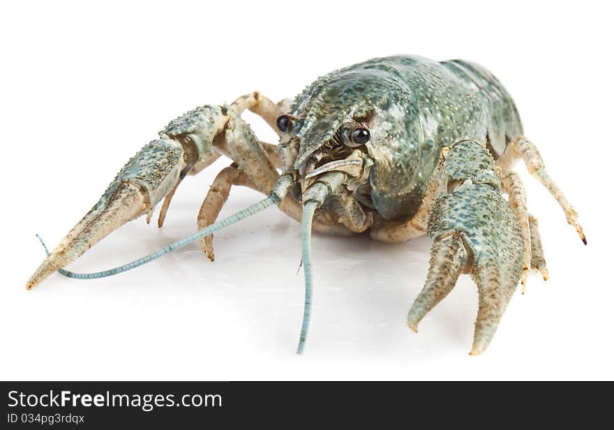 Crayfish