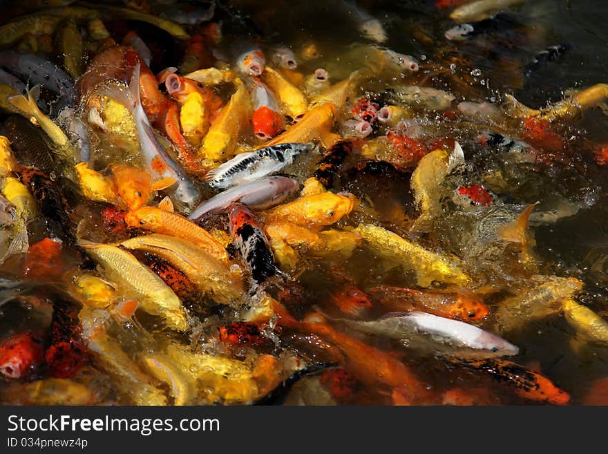 Ornamental Fish