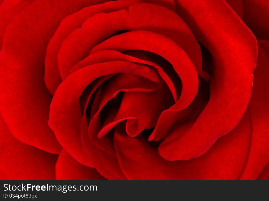 Red Rose Macro