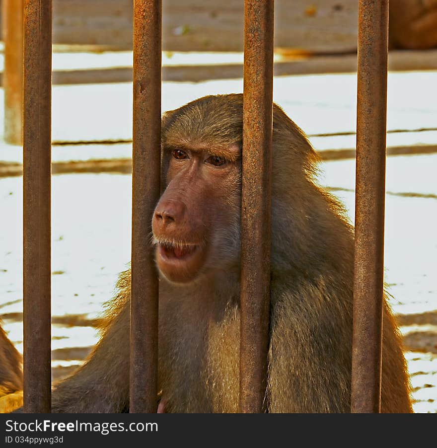 Baboon sad and hungry in the cage. Baboon sad and hungry in the cage