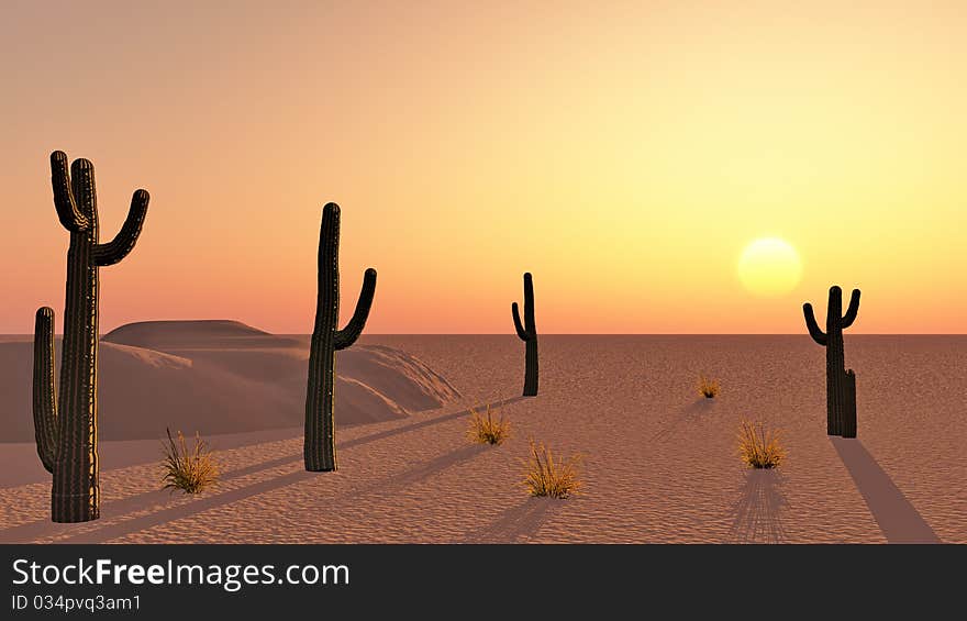 Cacti in the desert at sunset