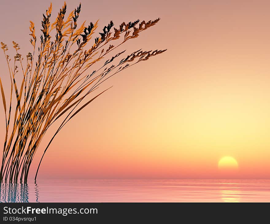 Dead tree at sunset beach