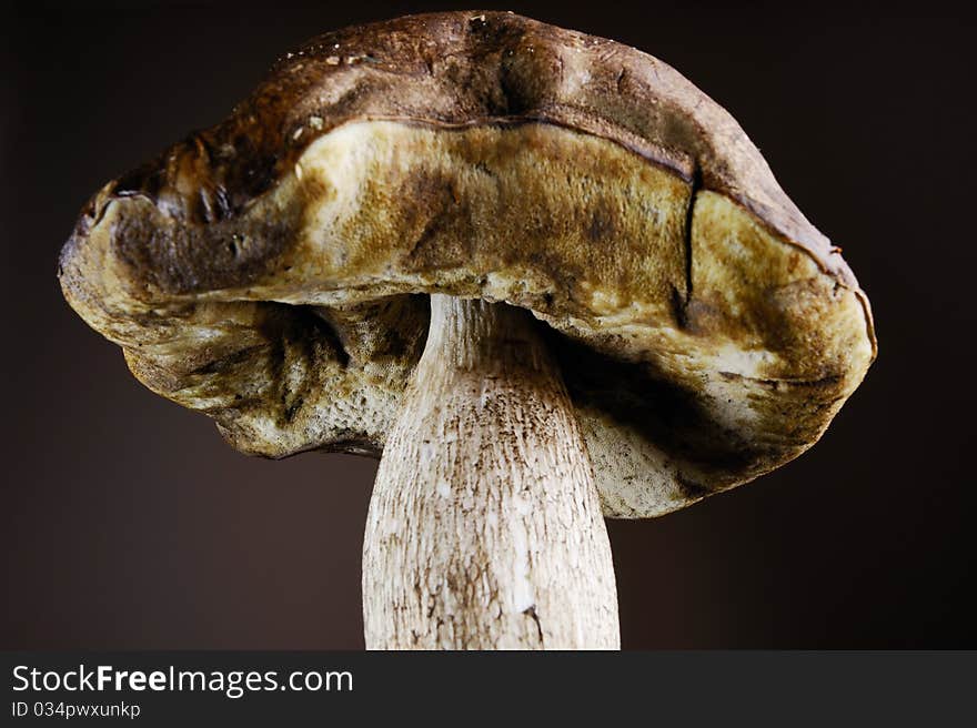 Boletus edulis, cep, mushroom isolated on grey background.