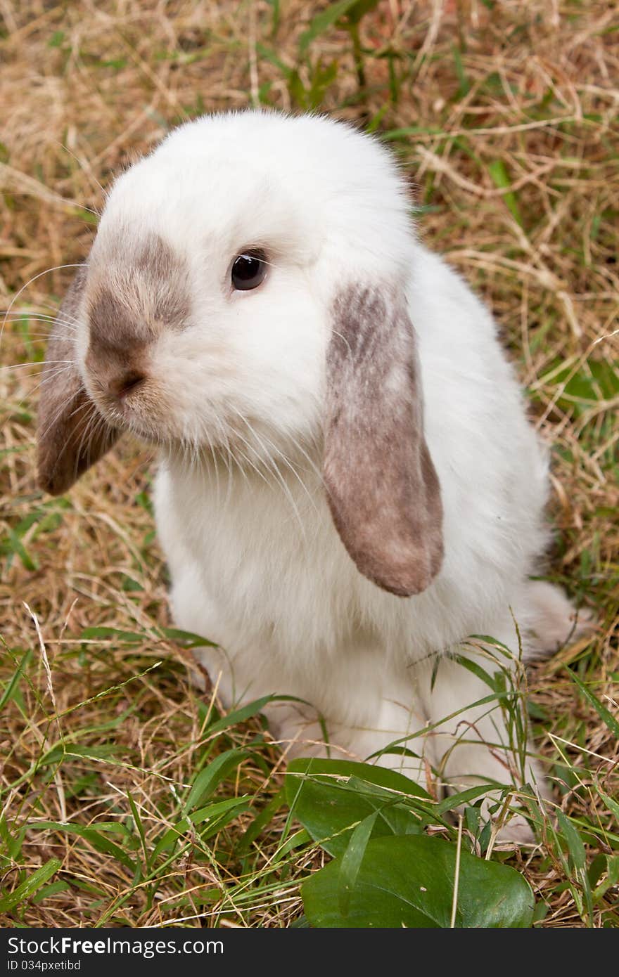 White rabbit in the grass field