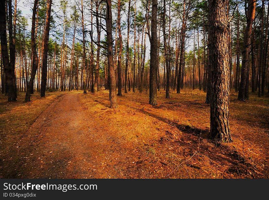 Road in the Autumn Forest