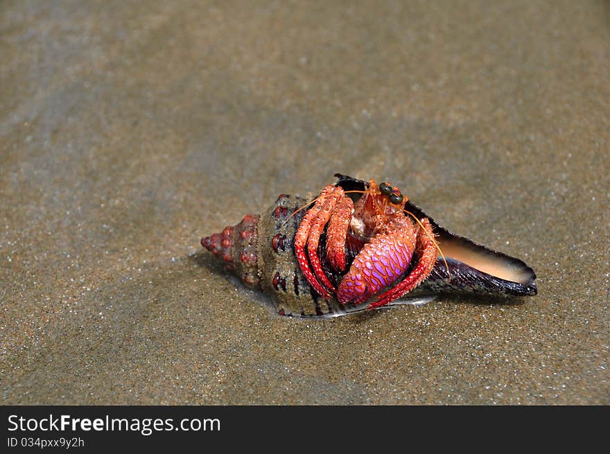 Hermit crab with the pink claw, sitting in its she