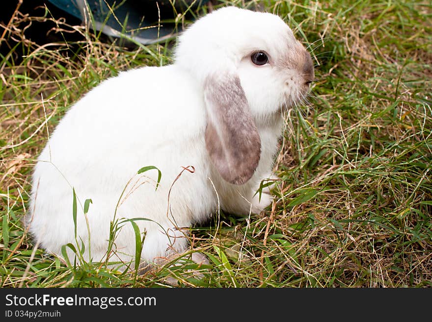 White Rabbit in the grass field