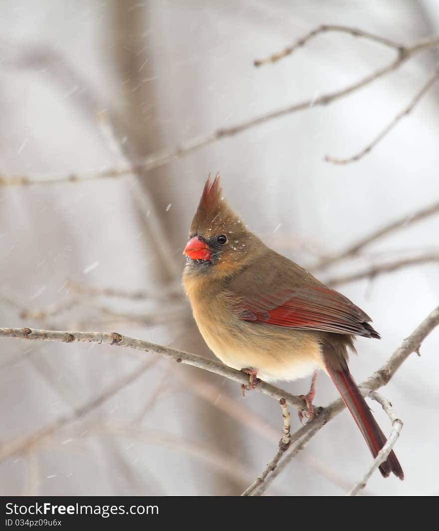 Female northern cardinal, cardinalis cardinalis, perched on a tree branch with snow falling