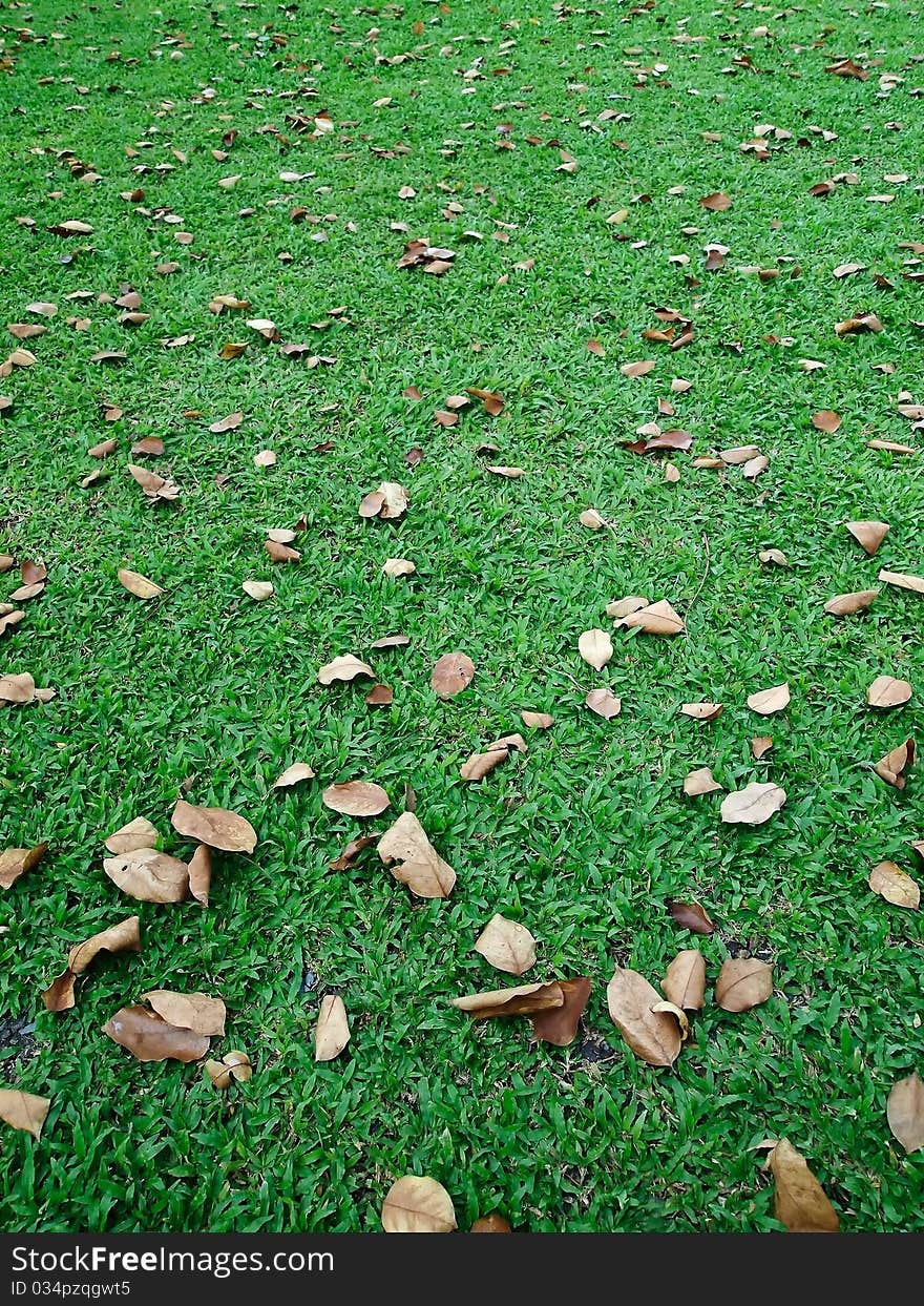 Fall leaves on green lawn