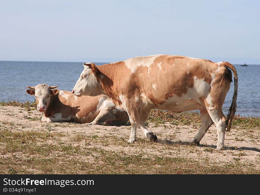 Two cows on the bank