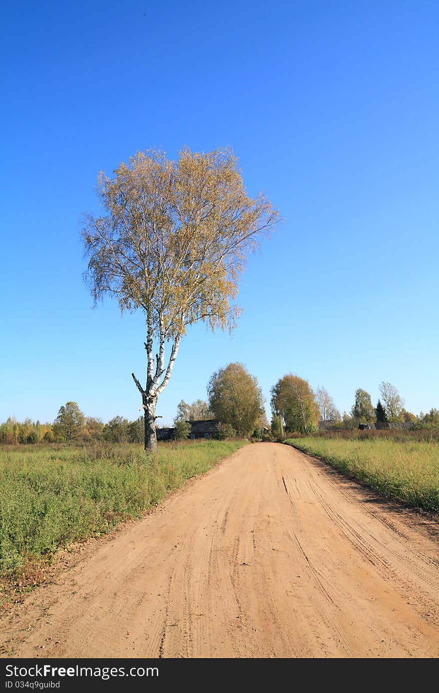 Aging birch near rural road