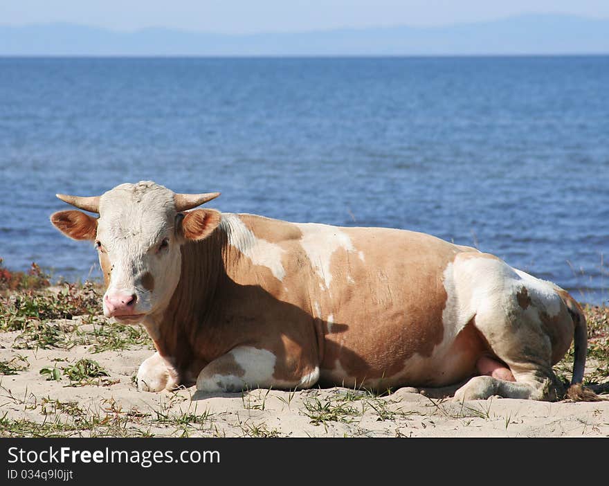 Cow on the bank