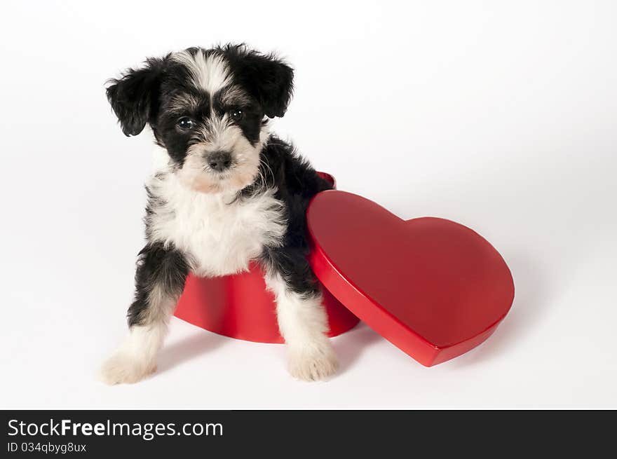 Cute Powder-puff puppy in a heart shaped gift box. Cute Powder-puff puppy in a heart shaped gift box.