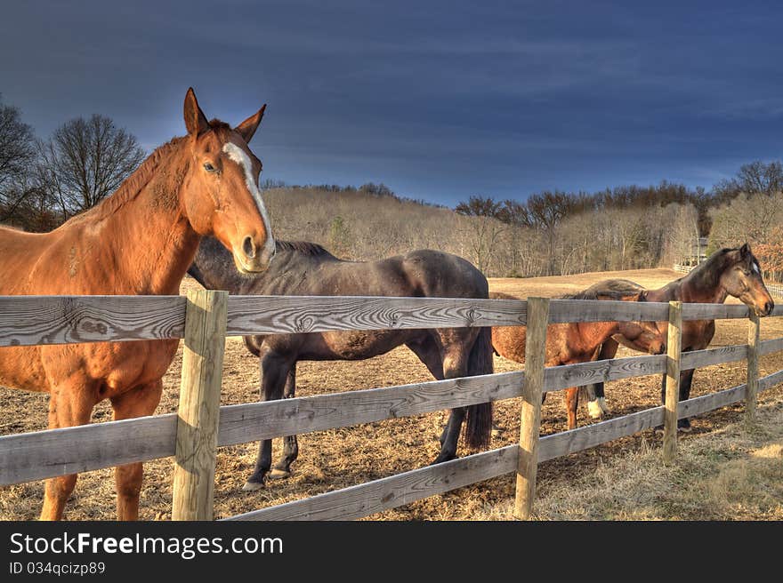 Group of Horses fenced in at a rural pasture. Group of Horses fenced in at a rural pasture