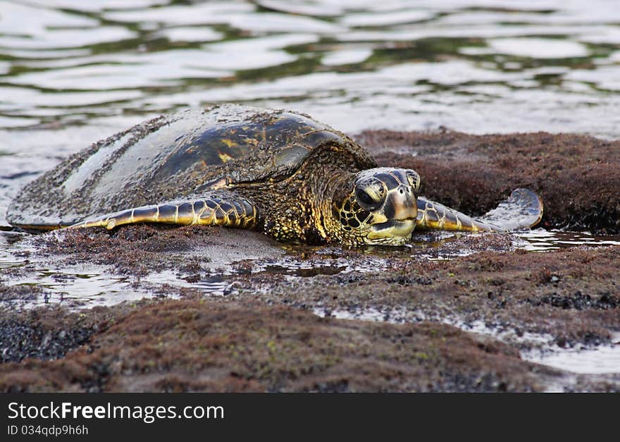 Green turtle (Chelonia mydas) near Kona (Big Island, Hawaii). Green turtle (Chelonia mydas) near Kona (Big Island, Hawaii)